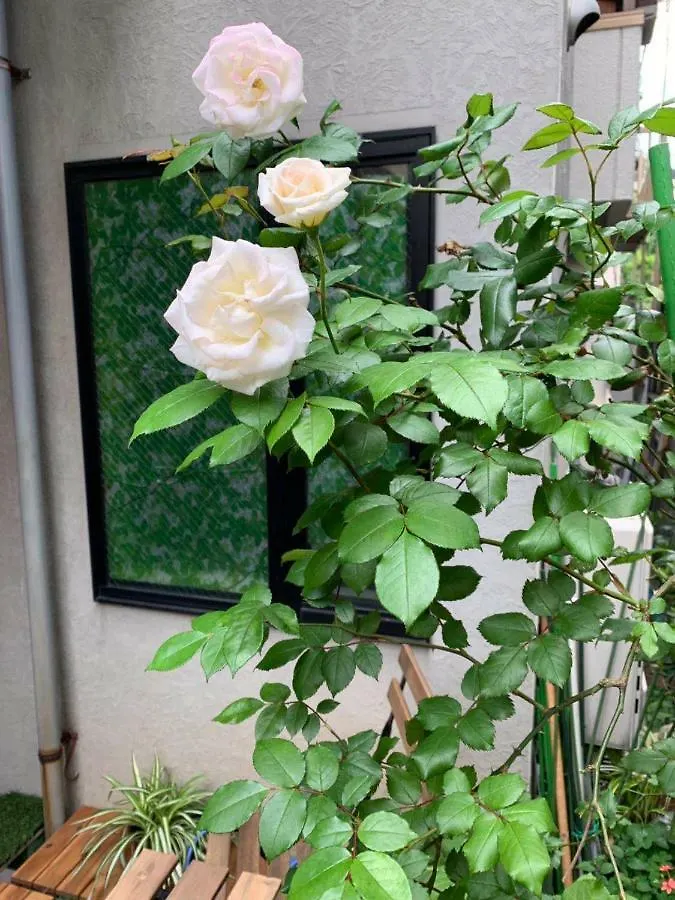 Kanae House Tokyo 0*,  Japan